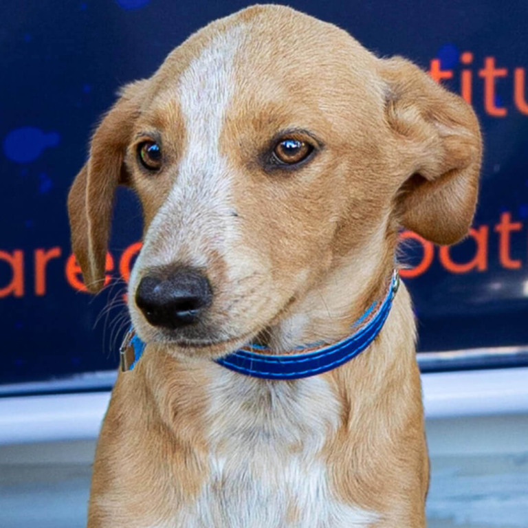 Cachorro em feira de adoção de animais em Jundiaí