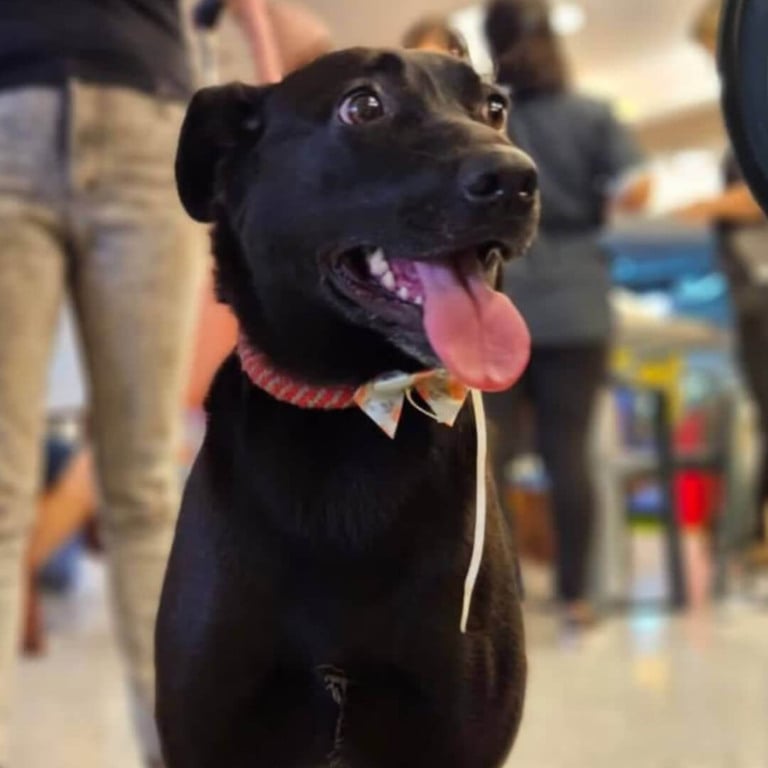 Cachorro em feira de adoção de animais em Jundiaí