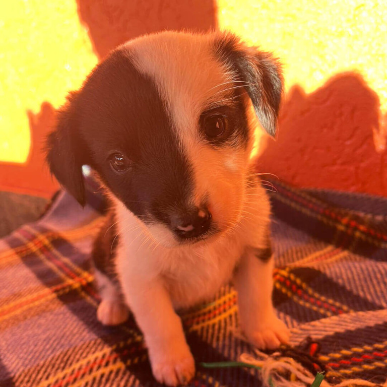 Filhote de cachorro em feira de adoção de animais em Jundiaí