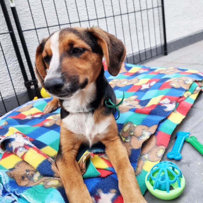 Cachorro em feira de adoção de animais em Jundiaí