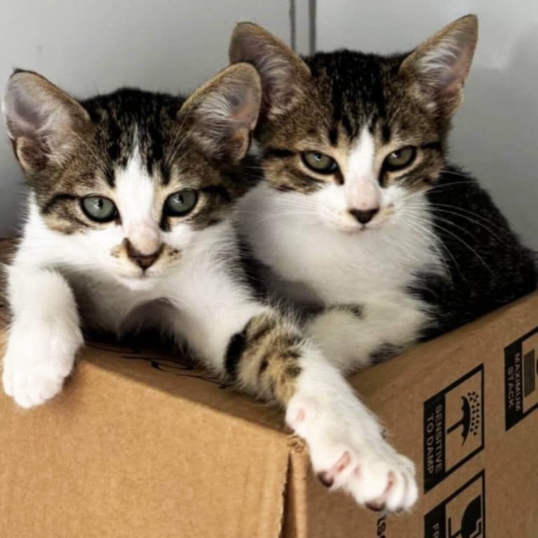 Filhotes de gato em feira de adoção de animais em Jundiaí