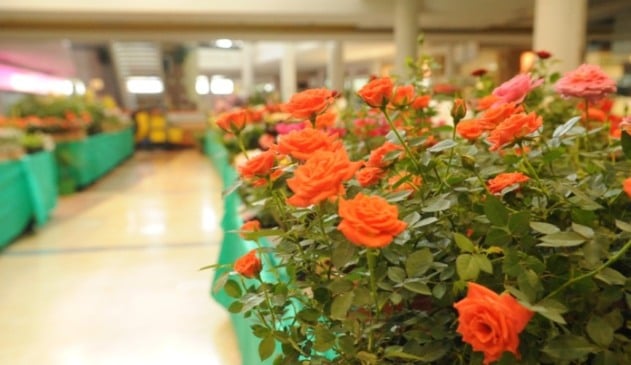 Flores Maxi Shopping