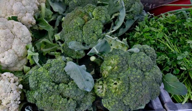 brócolis orgânico de feira orgânica em jundiaí