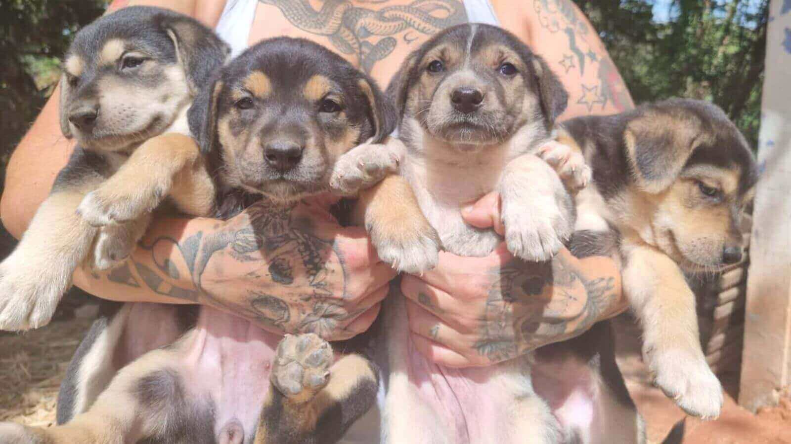 Feira do Empreendedor de Jundiaí tem ação de adoção de cães neste domingo (27)