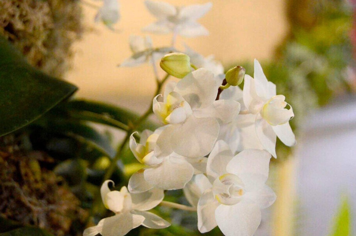 Festa das Orquídeas 2023: beleza e muitas flores no Clube de Campo da Cica Festa das Orquídeas 2023: beleza e muitas flores no Clube de Campo da Cica