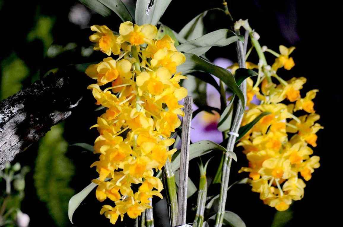 Festa das Orquídeas terá exposição diferenciada e retomada do concurso de orquídeas Festa das Orquídeas terá exposição diferenciada e retomada do concurso de orquídeas