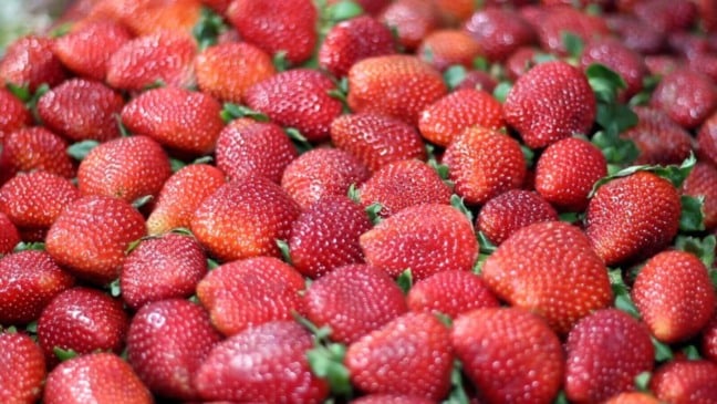 Morangos vendidos por produtores na Festa do Morango de Atibaia e Jarinu