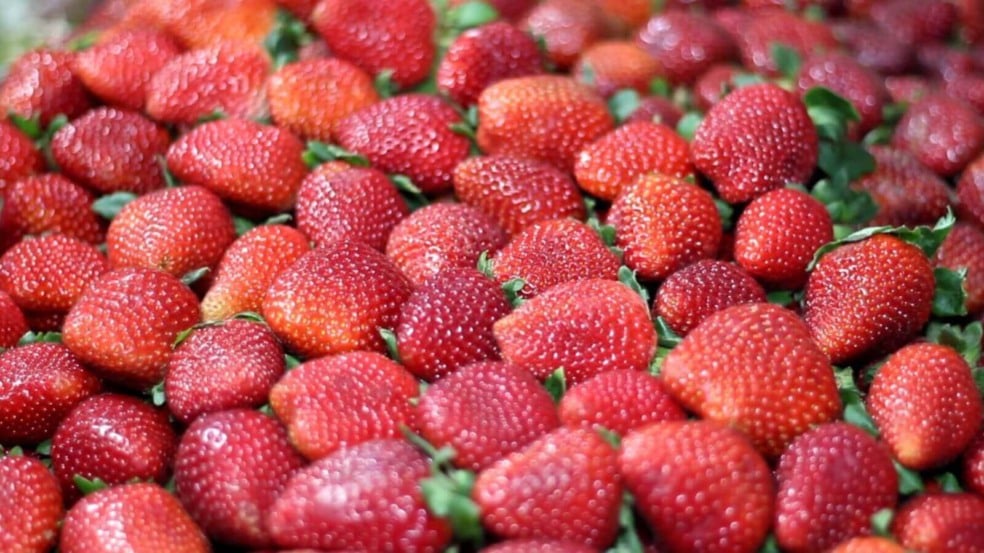 Morangos vendidos por produtores na Festa do Morango de Atibaia e Jarinu