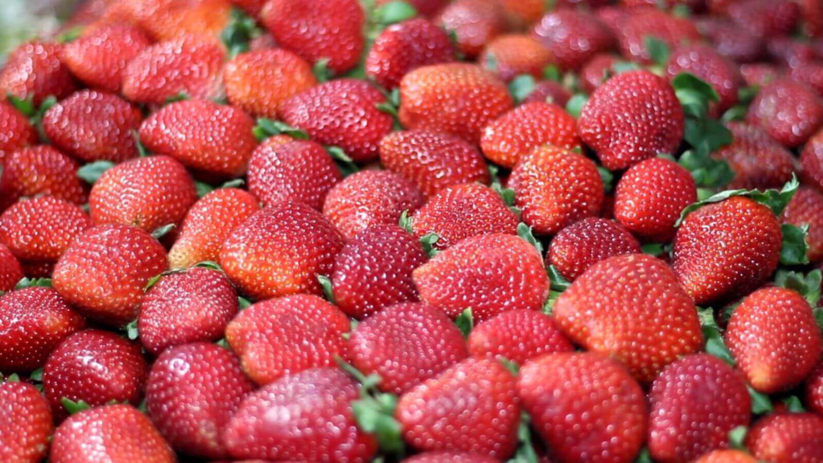 Morangos vendidos por produtores na Festa do Morango de Atibaia e Jarinu