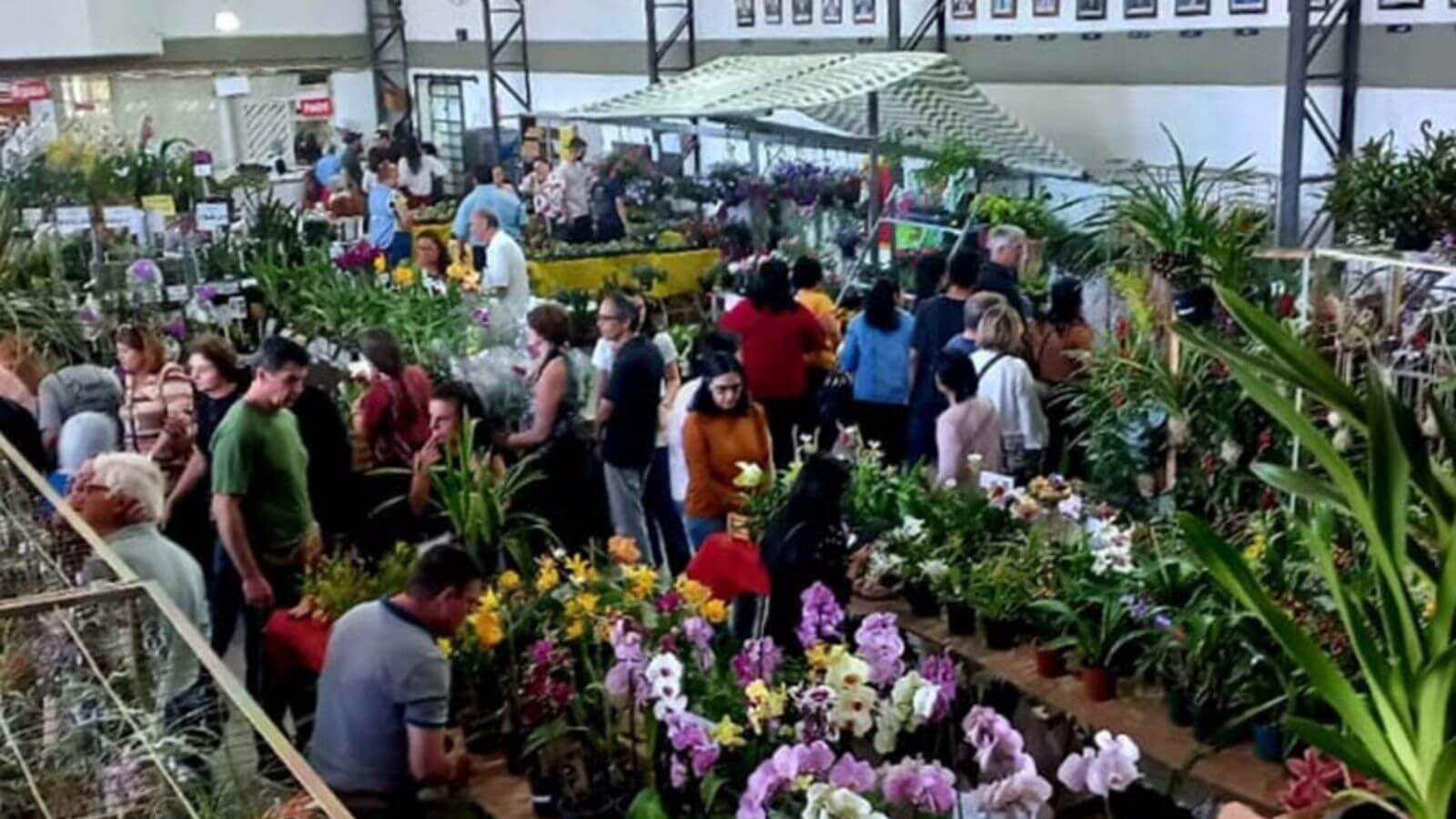 1ª Edição Festival de Orquídeas