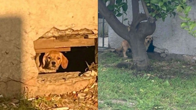 Cachorrinha escondida