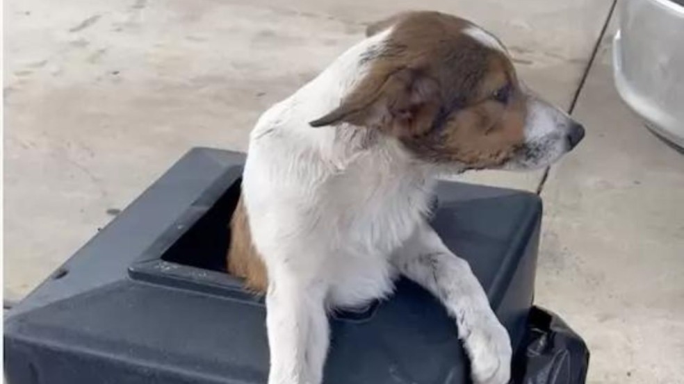 (Foto: Reprodução/animalchannel)