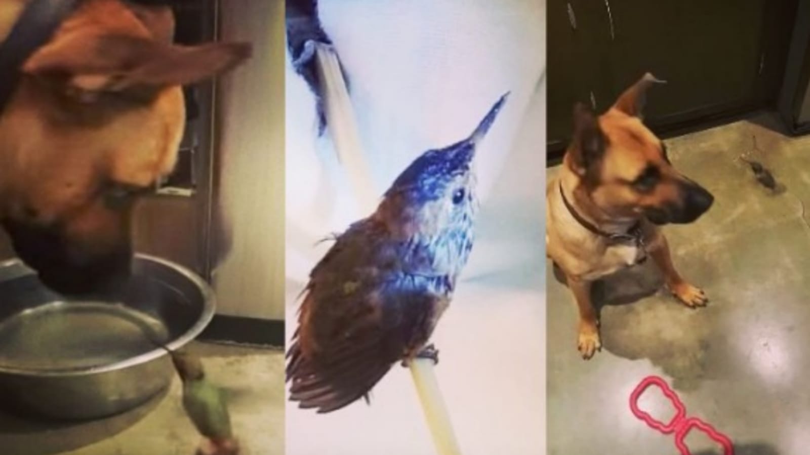 Cachorro e beija-flor