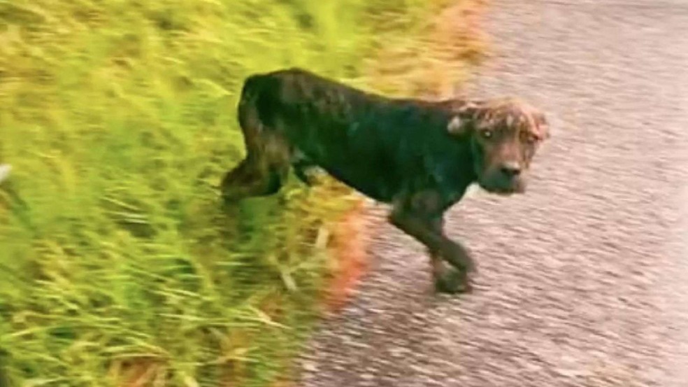 (Foto: Divulgação/Stacy Batson) (Foto: Divulgação/Stacy Batson)