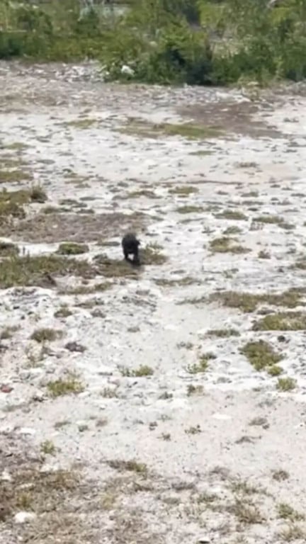 Filhote de cachorro abandonado