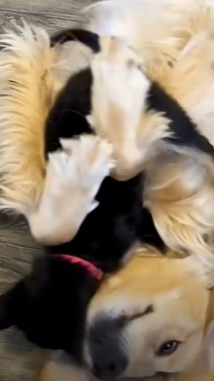 Filhote de cachorro abandonado