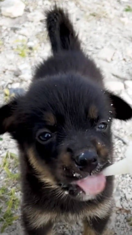 Filhote de cachorro abandonado