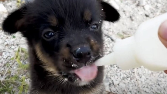 Filhote de cachorro abandonado