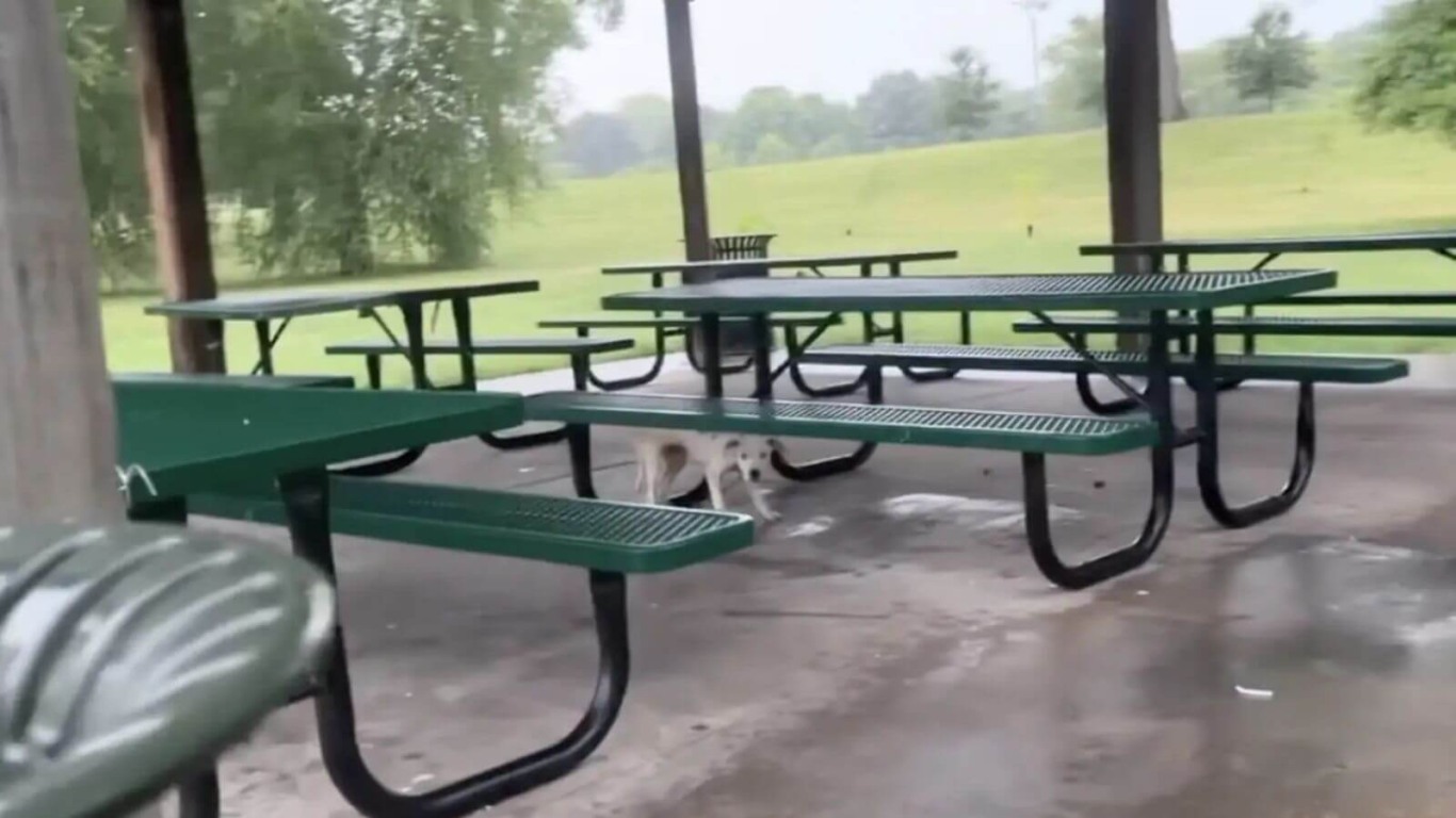 Filhote de cachorro amarrado em banco de parque