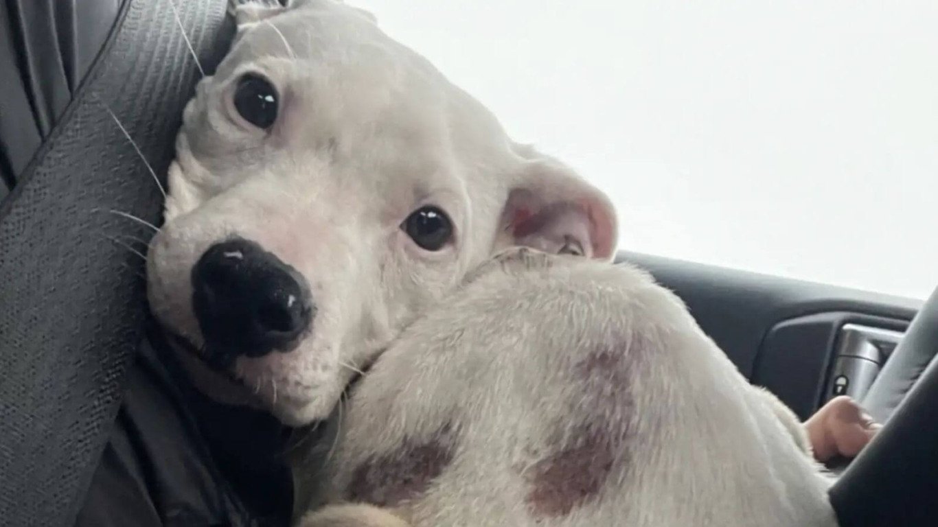Filhote de cachorro amarrado em banco de parque