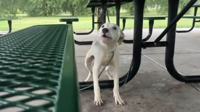 Filhote de cachorro amarrado em banco de parque