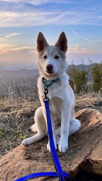 Filhote de cachorro amarrado em poste espera dias por alguém para resgatá-lo