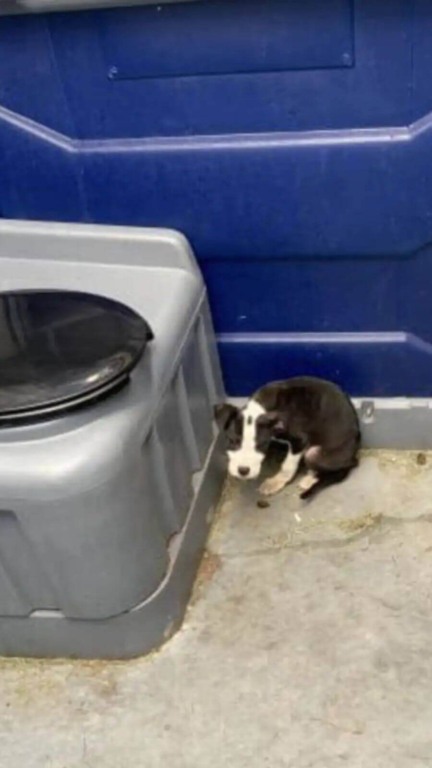 Filhote de cachorro foi abandonado em banheiro portátil
