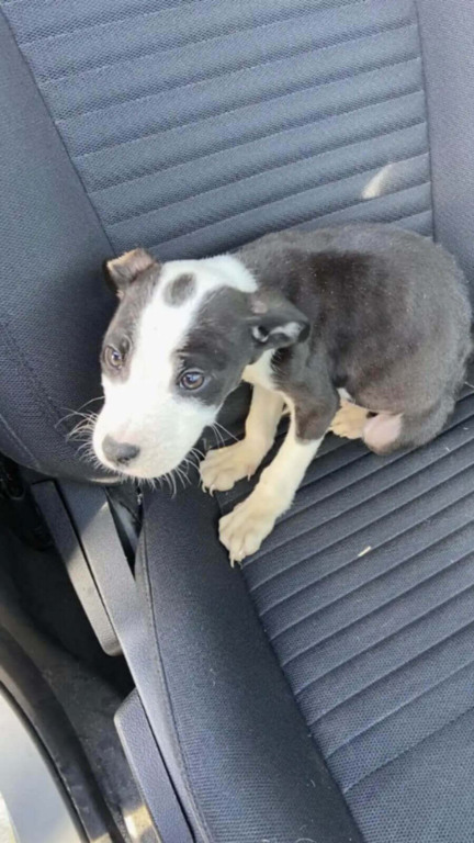 Filhote de cachorro foi abandonado em banheiro portátil
