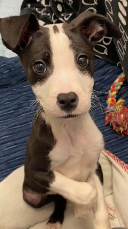 Filhote de cachorro foi abandonado em banheiro portátil