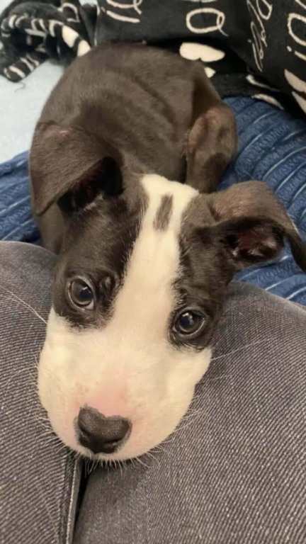 Filhote de cachorro foi abandonado em banheiro portátil