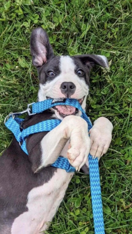 Filhote de cachorro foi abandonado em banheiro portátil