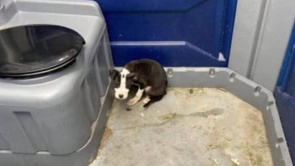 Filhote de cachorro foi abandonado em banheiro portátil