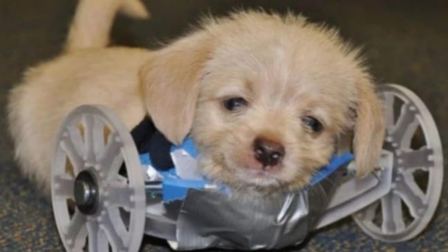 Cachorro filhote em cadeira de rodas