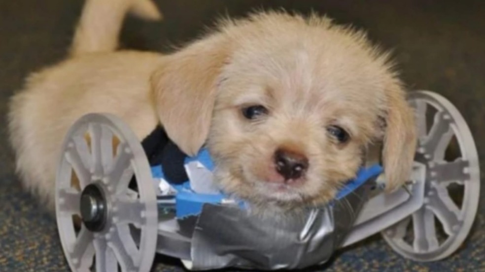 Cachorro filhote em cadeira de rodas