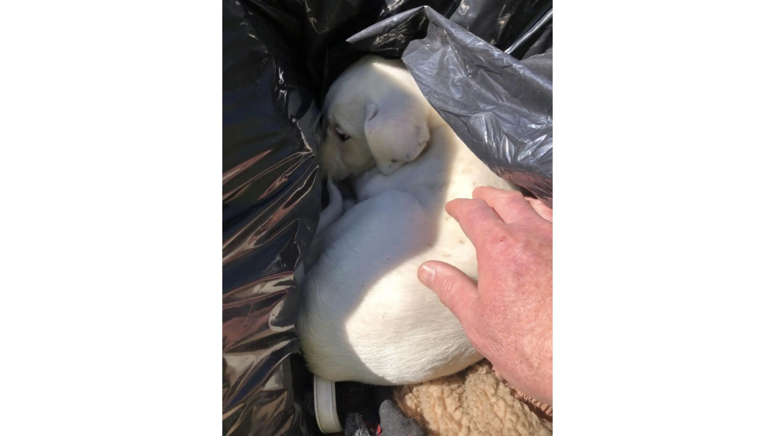 Filhote de cachorro jogado no lixo