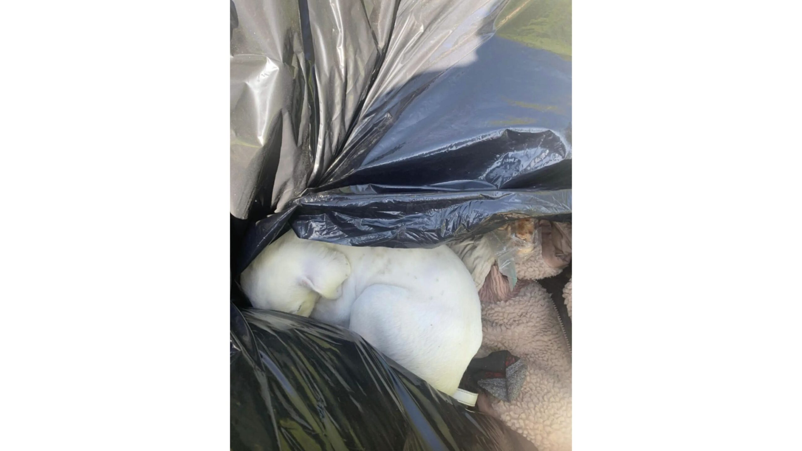 Filhote de cachorro jogado no lixo