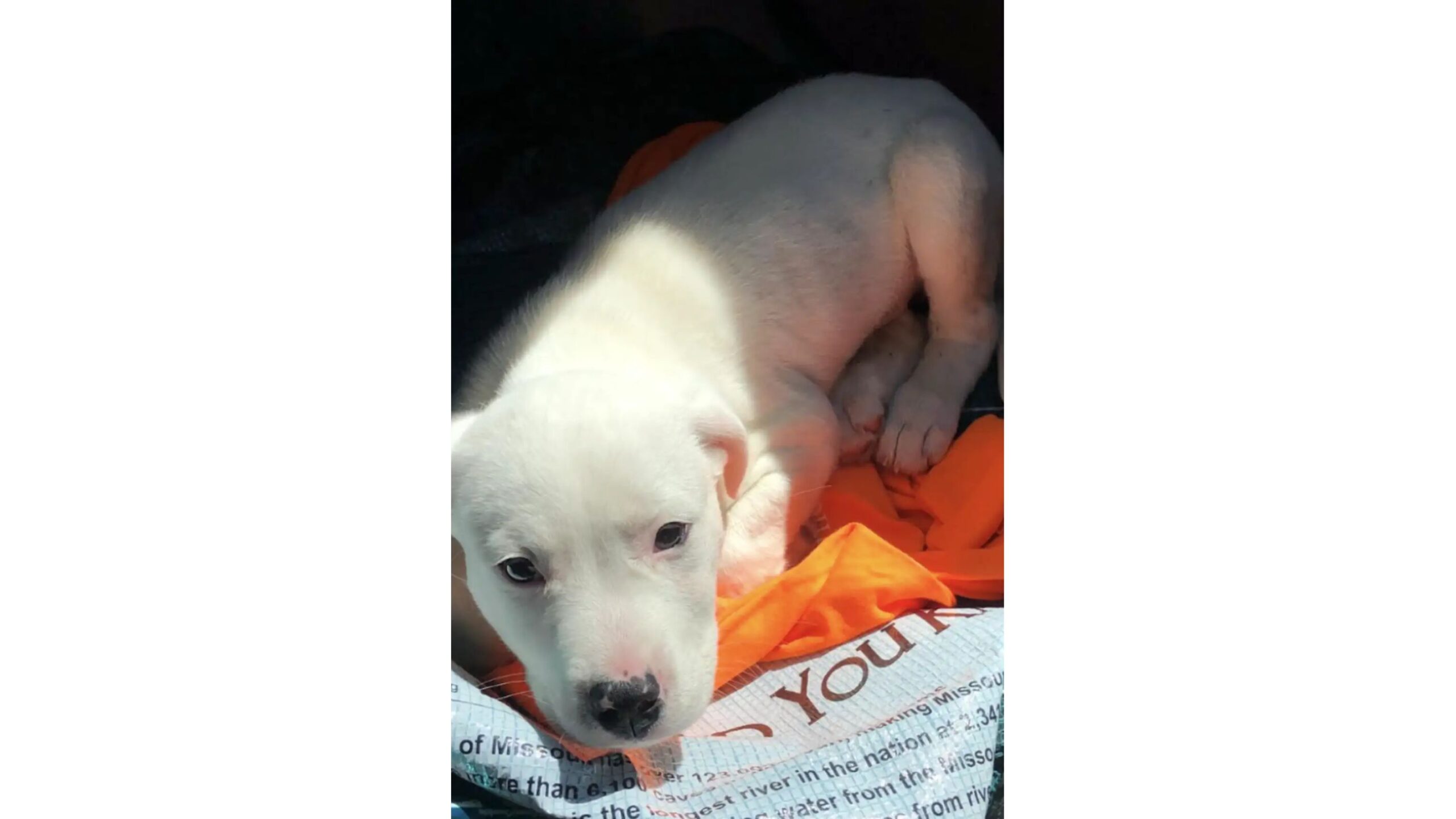 Filhote de cachorro branco