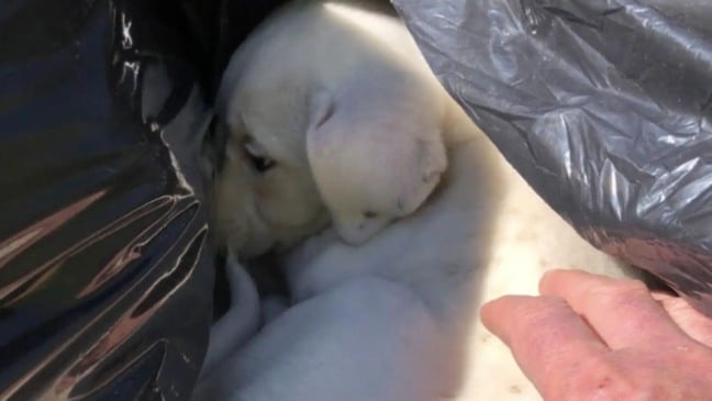 Filhote de cachorro jogado no lixo