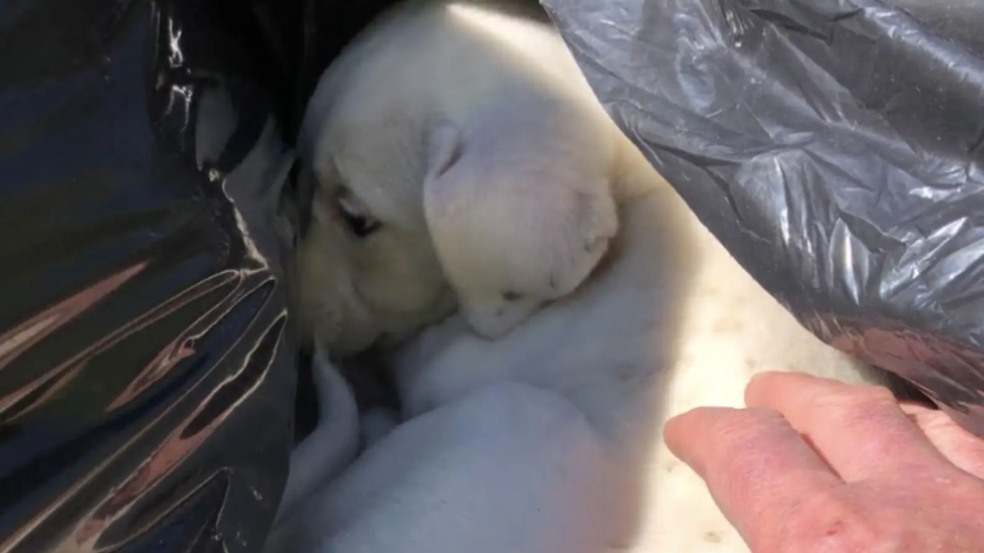 Filhote de cachorro jogado no lixo