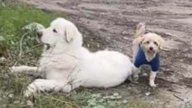 Foto: Logan's Legacy