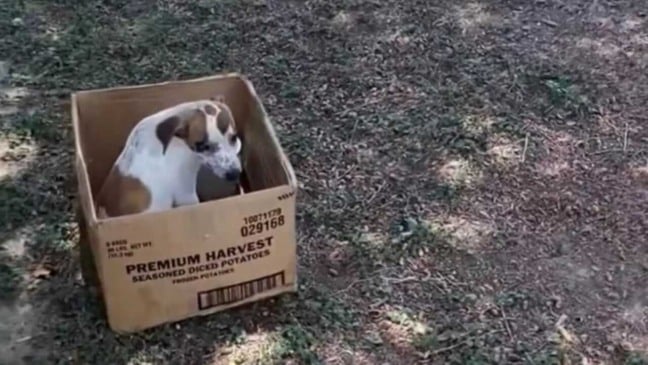 Cachorro em caixa de papelão