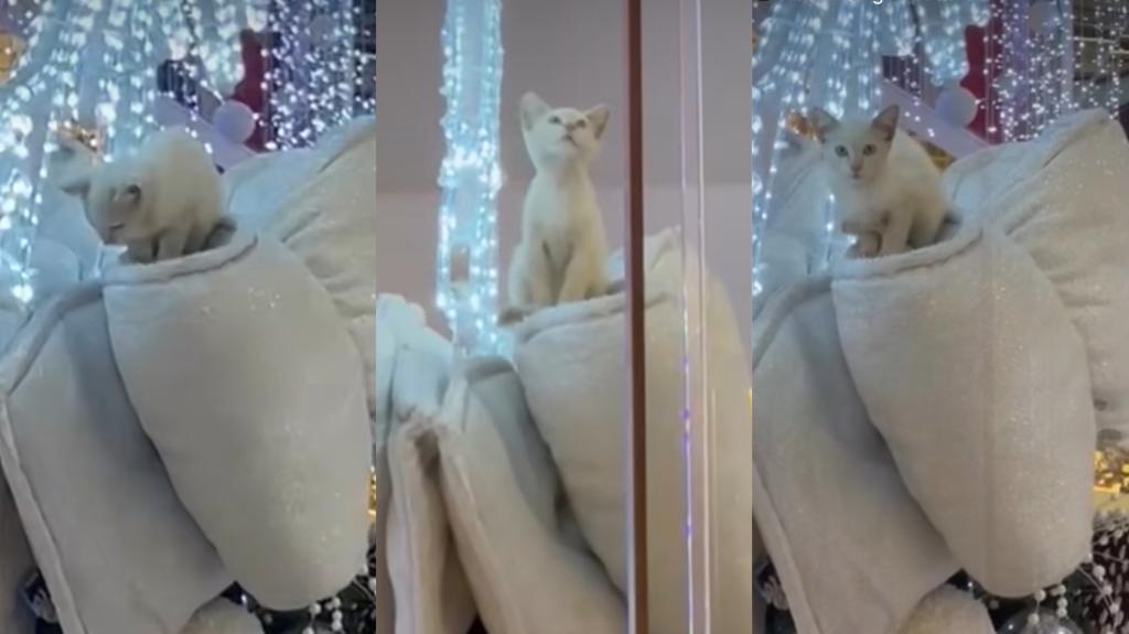 Gato em árvore de natal