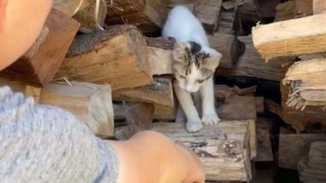 (Foto: Reprodução/The Dodo)