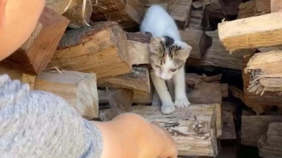 (Foto: Reprodução/The Dodo) (Foto: Reprodução/The Dodo)