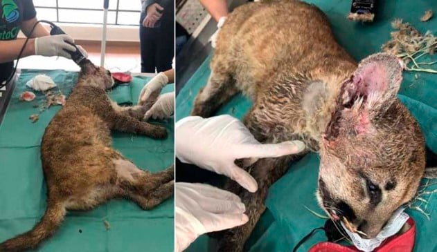 Filhote de onça-parda morre em Jundiaí