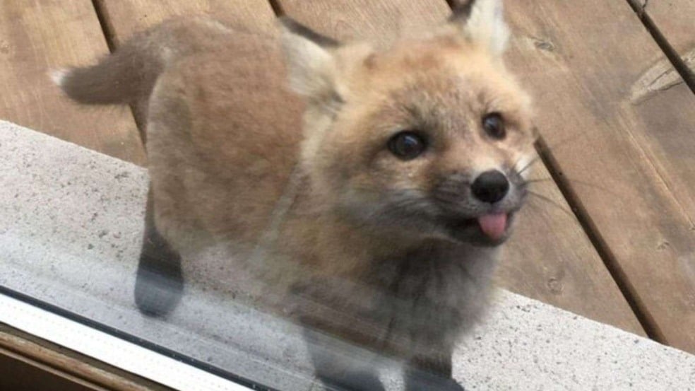 (Foto: Reprodução/catiororeflexivo)