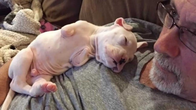 Cachorrinho sem duas patas deitado no peito de homem