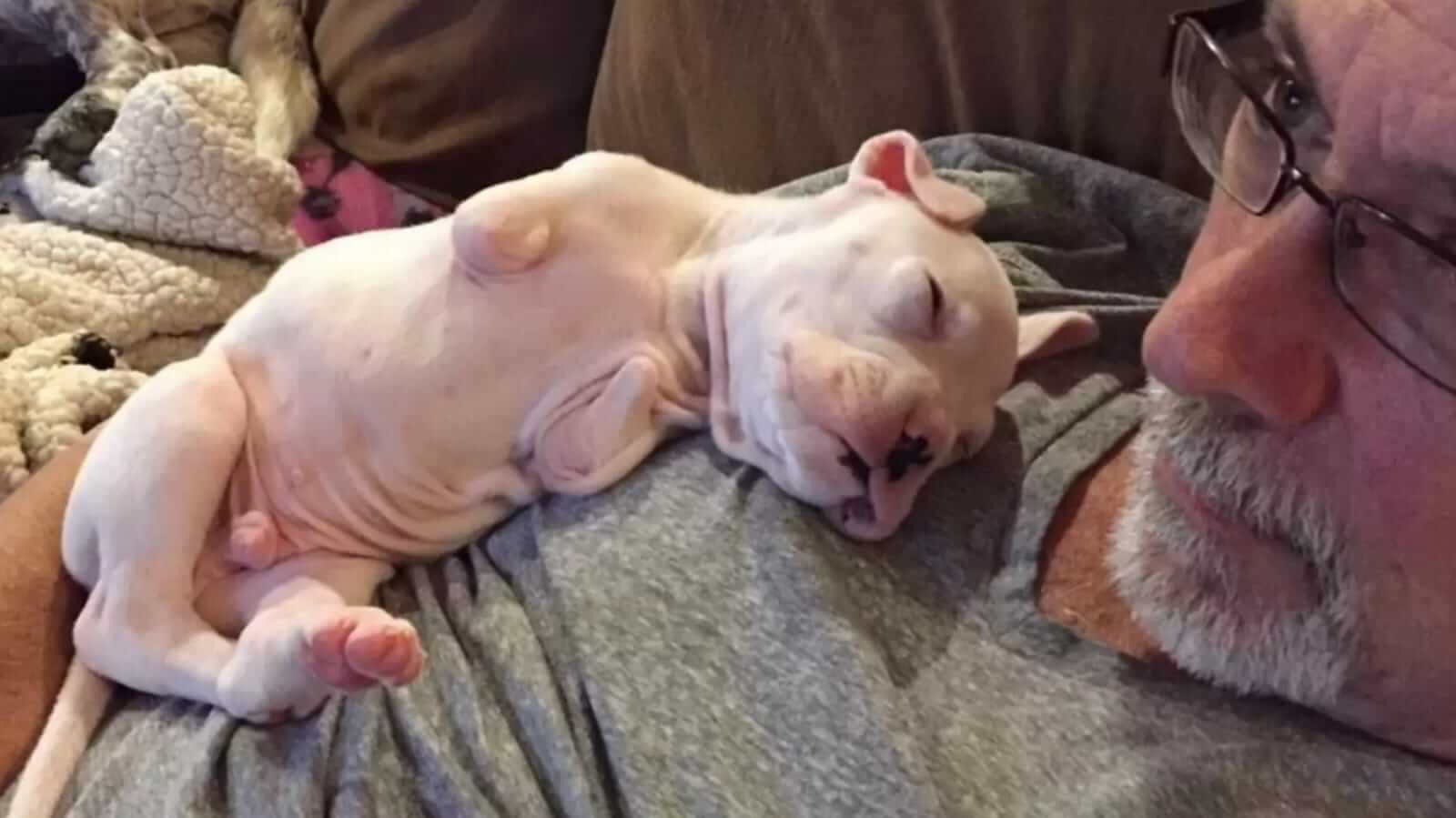 Cachorrinho sem duas patas deitado no peito de homem