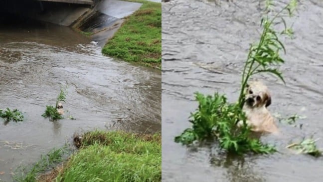 Eddy em meio às águas