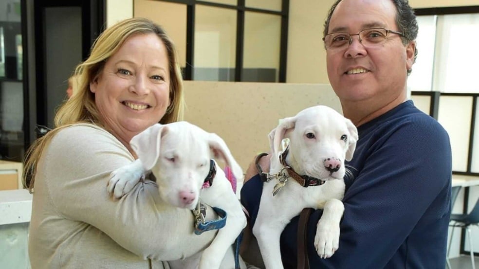 Casal segurando filhotes de cachorro